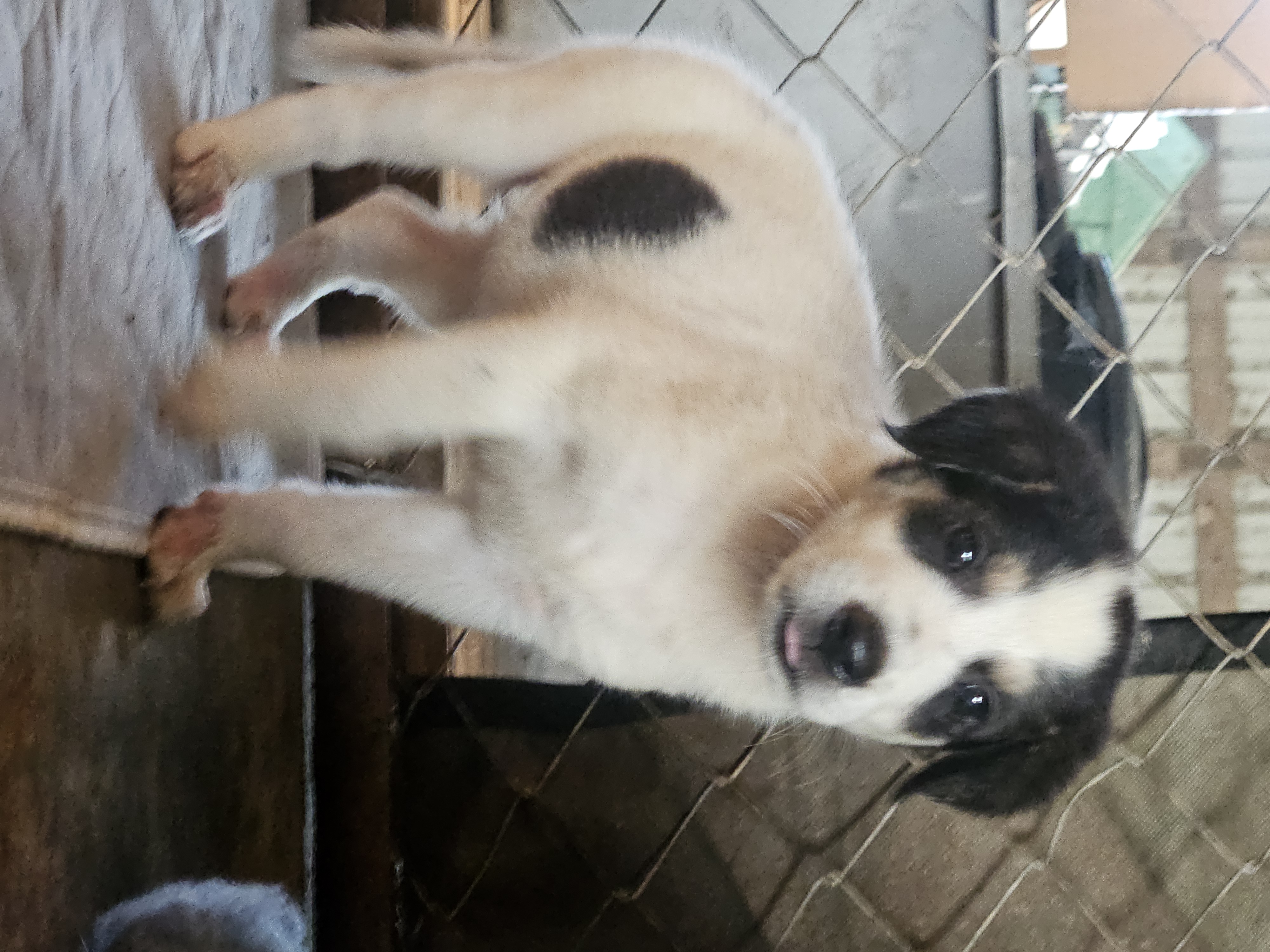 Dog for adoption Rebekah Bible Litter, a Basset Hound & Labrador