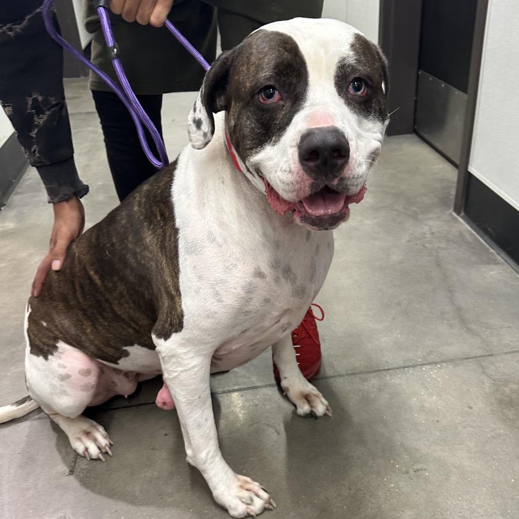 Kamani, Adoptable, Adult Female Terrier & Terrier.