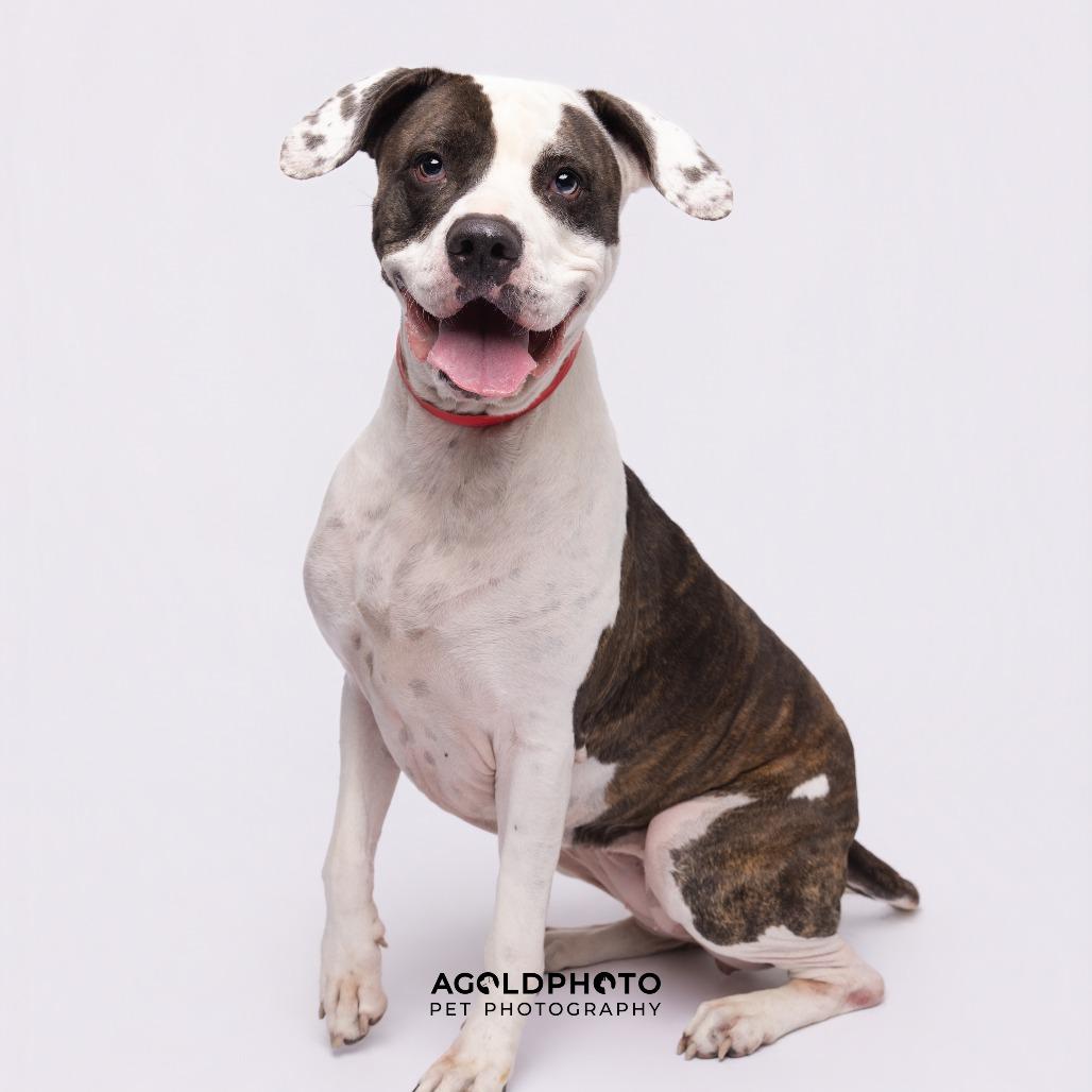 Enlarge Kamani, a Adoptable mixed breed in Tampa, FL image 2/6