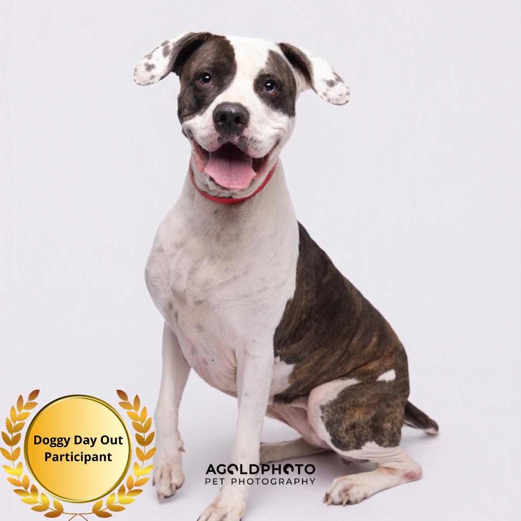 Enlarge Kamani, a Adoptable mixed breed in Tampa, FL image 3/6