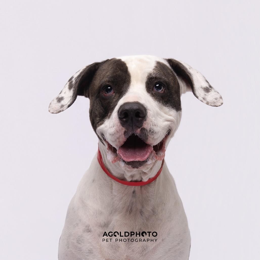 Enlarge Kamani, a Adoptable mixed breed in Tampa, FL image 5/6