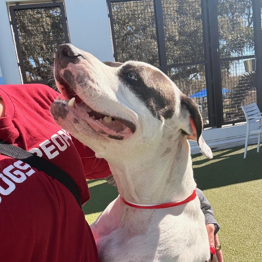 Enlarge Kamani, a Adoptable mixed breed in Tampa, FL image 6/6