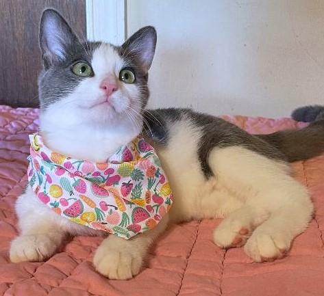 Mercedes (bonded with Beamer), a Adoptable Domestic Short Hair in Pottstown, PA image 4/4