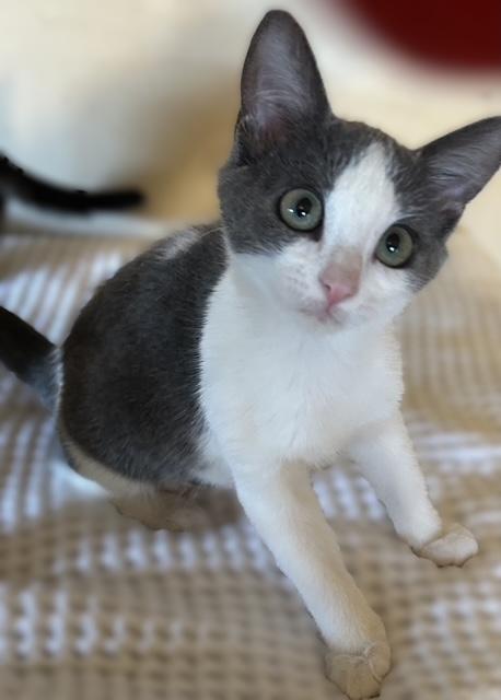 Mercedes (bonded with Beamer), a Adoptable Domestic Short Hair in Pottstown, PA image 3/4