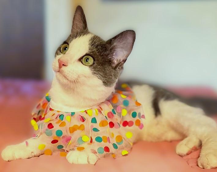 Mercedes (bonded with Beamer), a Adoptable Domestic Short Hair in Pottstown, PA image 1/4