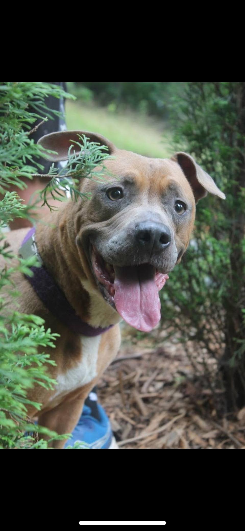 Rumor, Adoptable, Adult Female American Staffordshire Terrier & Mixed Breed.
