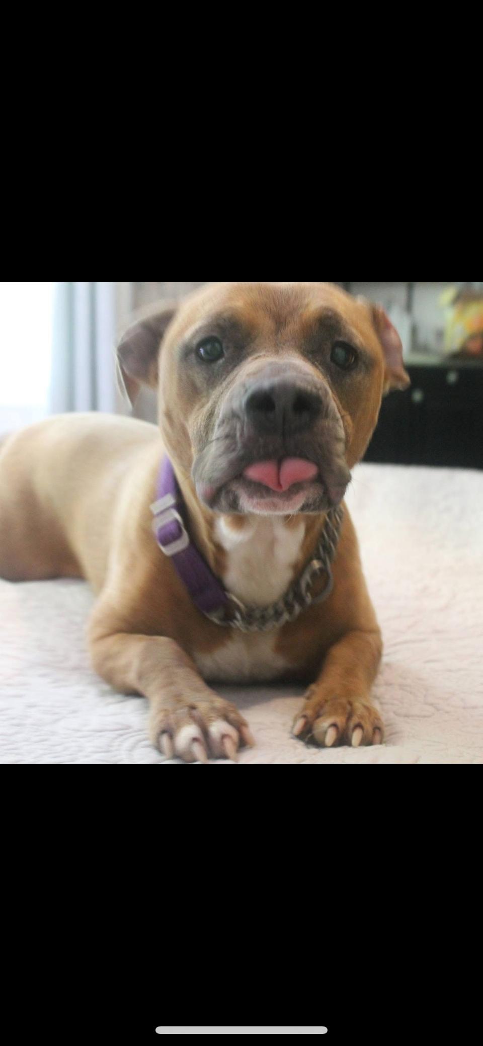 Rumor, an adoptable American Staffordshire Terrier, Mixed Breed in Mount Pleasant, SC, 29466 | Photo Image 9