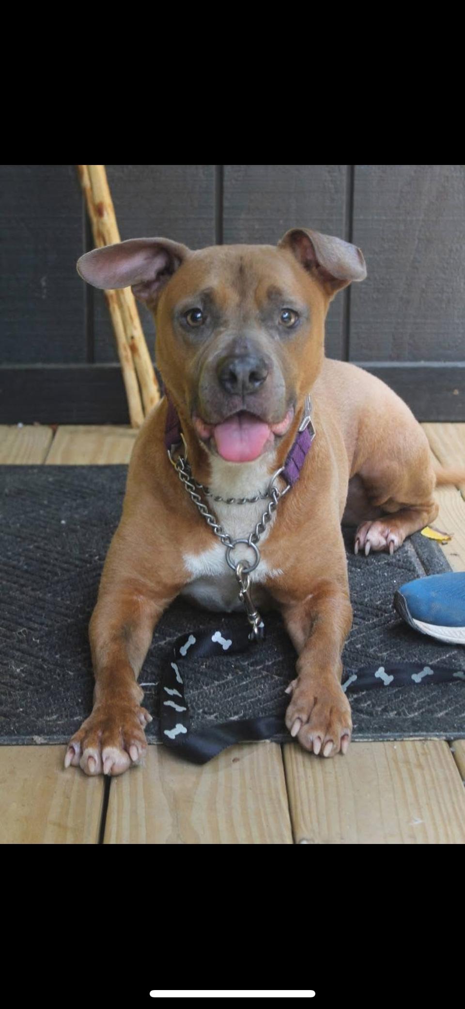 Rumor, an adoptable American Staffordshire Terrier, Mixed Breed in Mount Pleasant, SC, 29466 | Photo Image 4