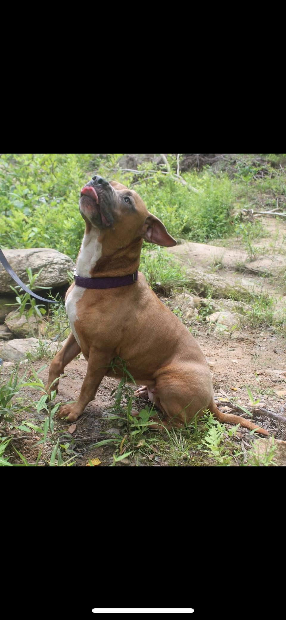 Rumor, an adoptable American Staffordshire Terrier, Mixed Breed in Mount Pleasant, SC, 29466 | Photo Image 6