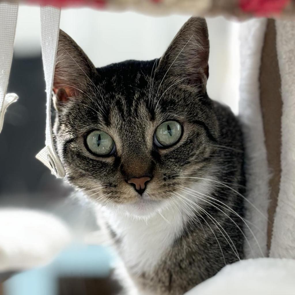 Enlarge Juno, a Adoptable Domestic Short Hair in Sheridan, WY image 1/1