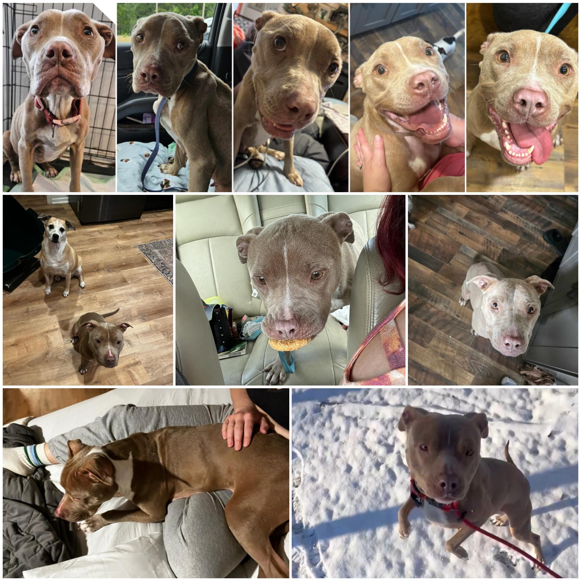 Ariel *Fee Waived, a Adoptable American Staffordshire Terrier in Holly Hill, SC image 5/6