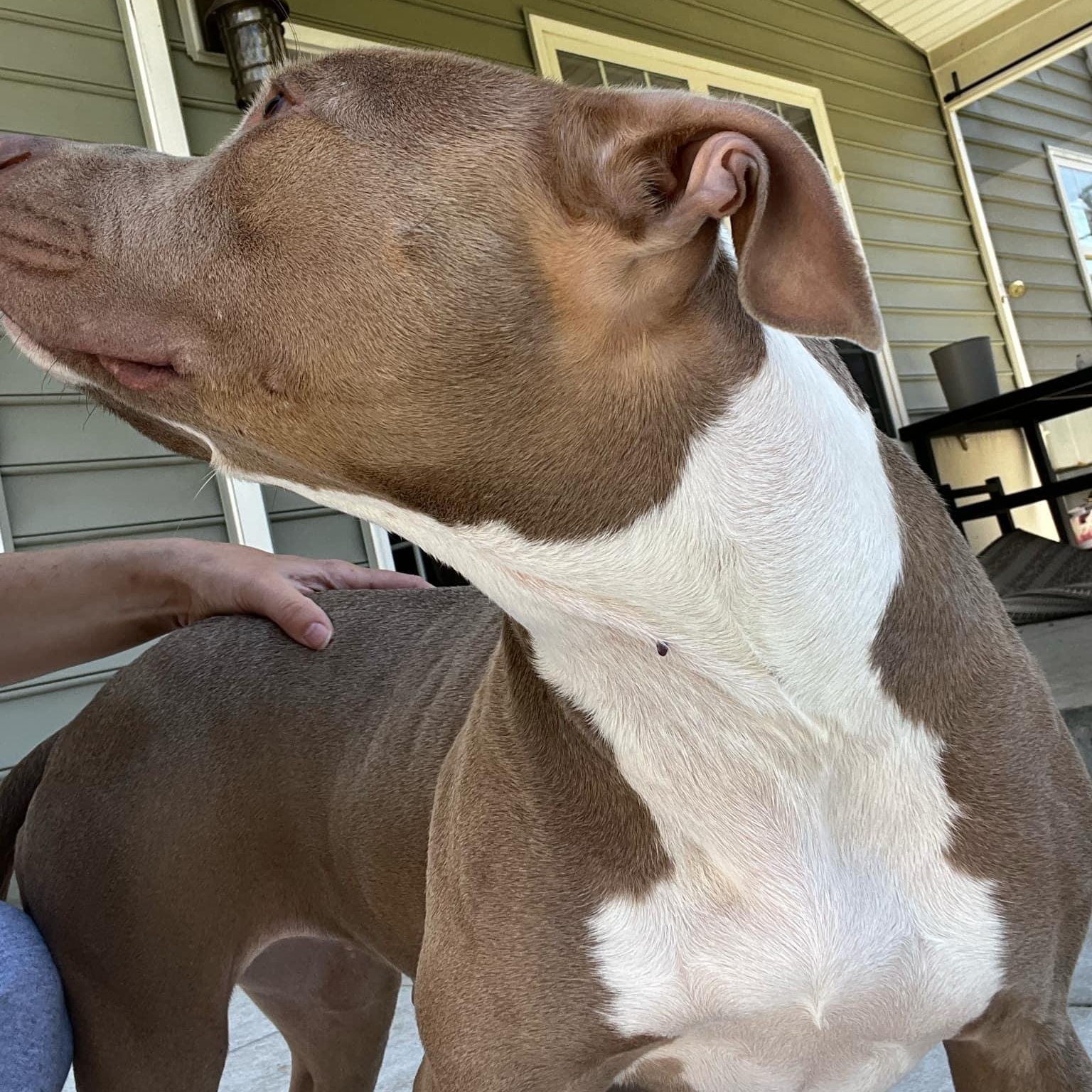 Ariel *Fee Waived, a Adoptable American Staffordshire Terrier in Holly Hill, SC image 3/6