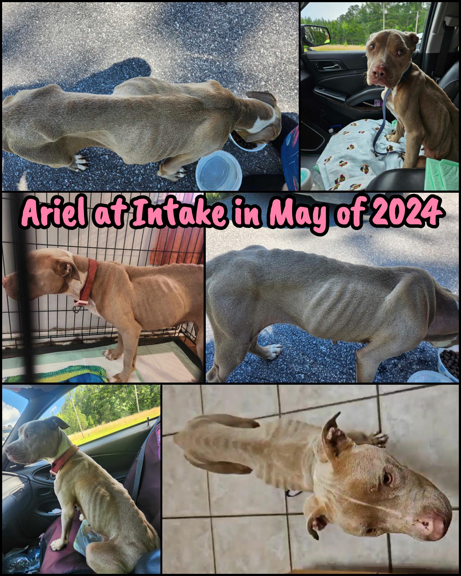 Ariel *Fee Waived, a Adoptable American Staffordshire Terrier in Holly Hill, SC image 6/6