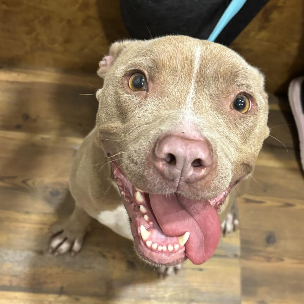 Ariel *Fee Waived, a Adoptable American Staffordshire Terrier in Holly Hill, SC image 4/6