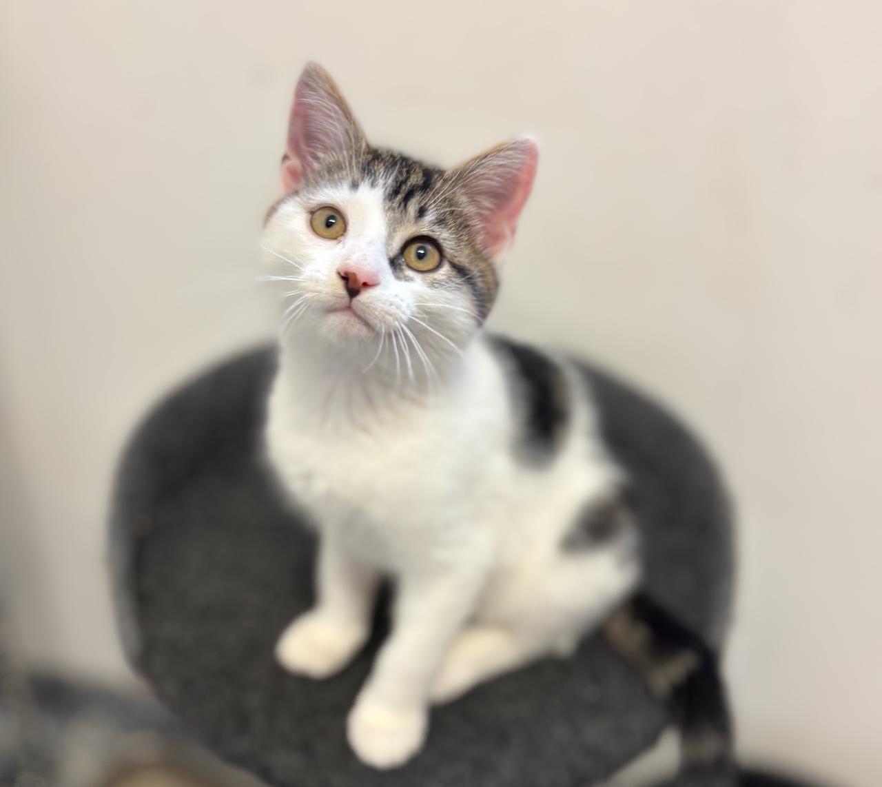 Jack, an adoptable Domestic Short Hair in St Stephen, NB, E3L 2X2 | Photo Image 1