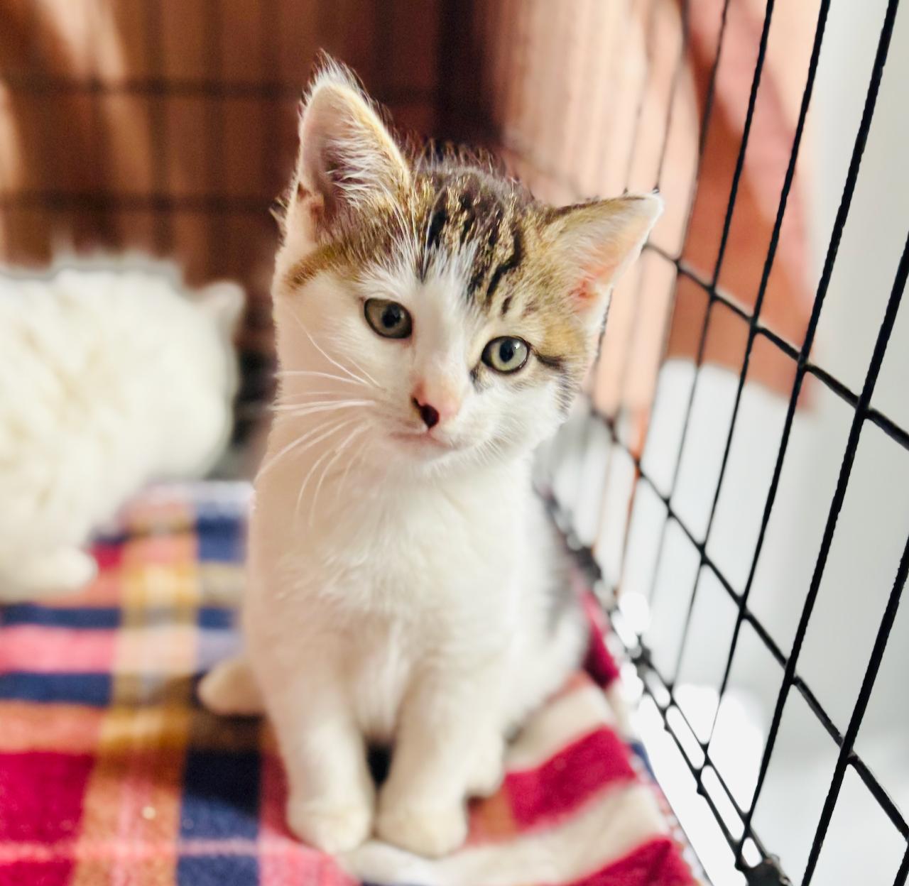 Jack, an adoptable Domestic Short Hair in St Stephen, NB, E3L 2X2 | Photo Image 2