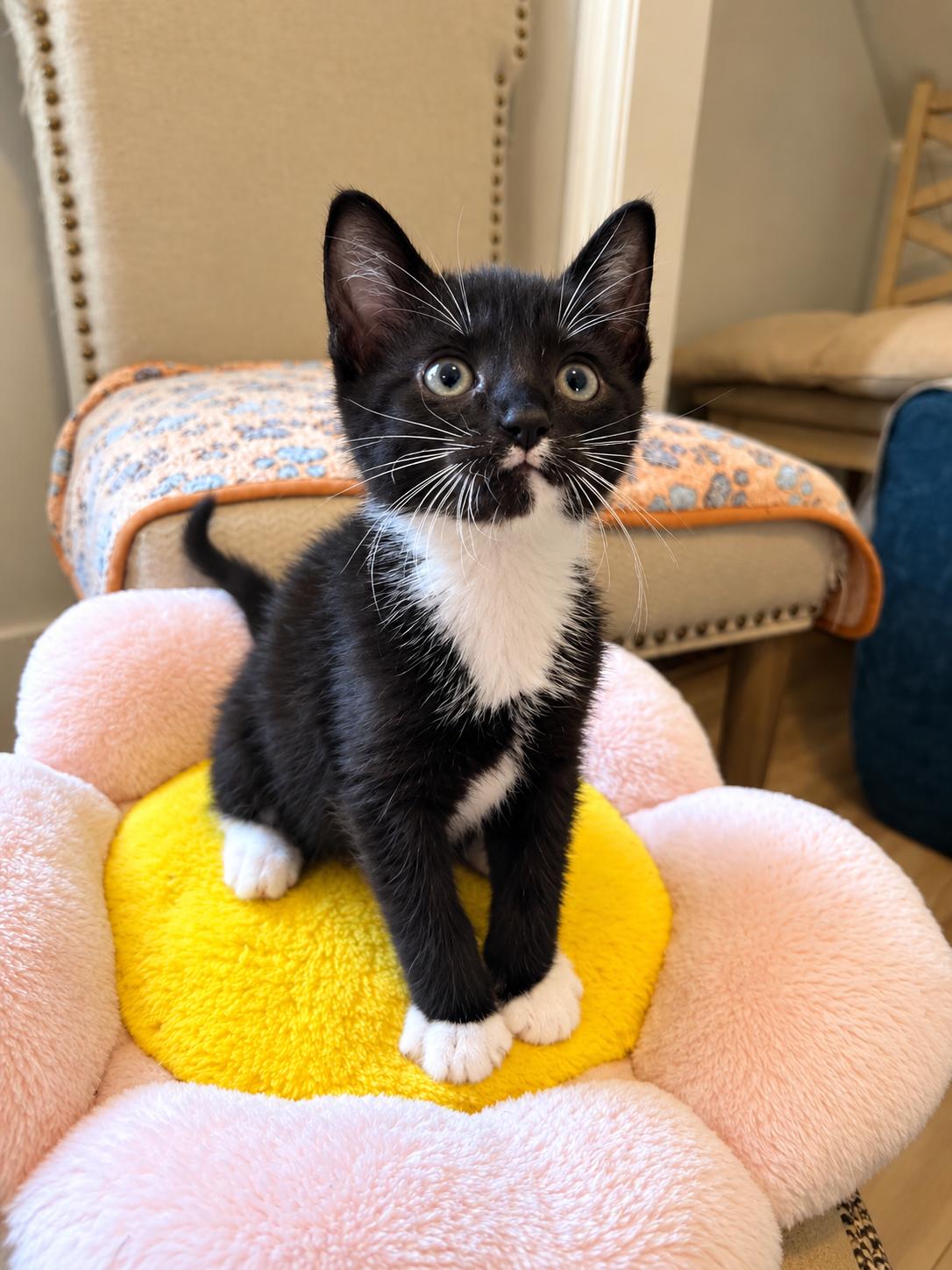 Toffee, Adoptable, Kitten Female Domestic Short Hair.
