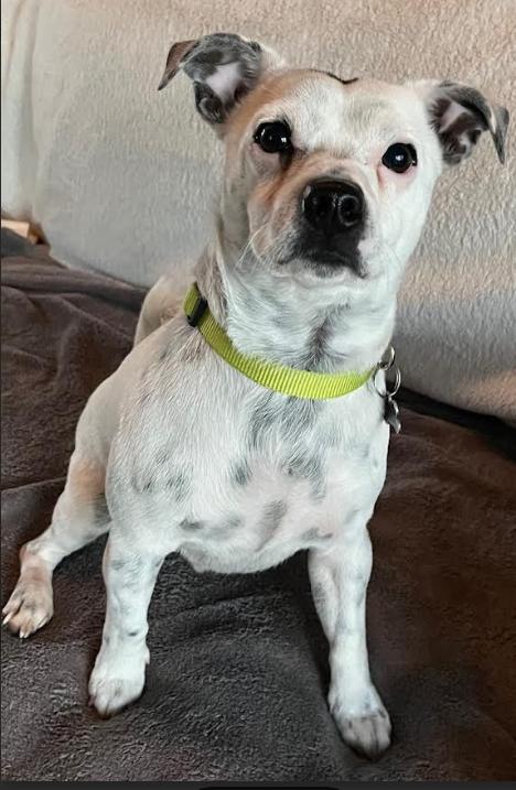 Snowball In Ri thumbnail 2