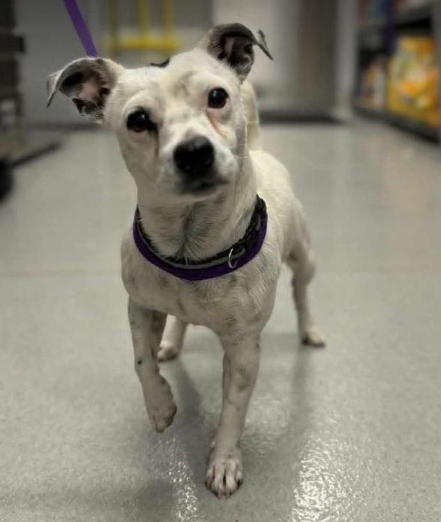 Snowball In Ri thumbnail 3