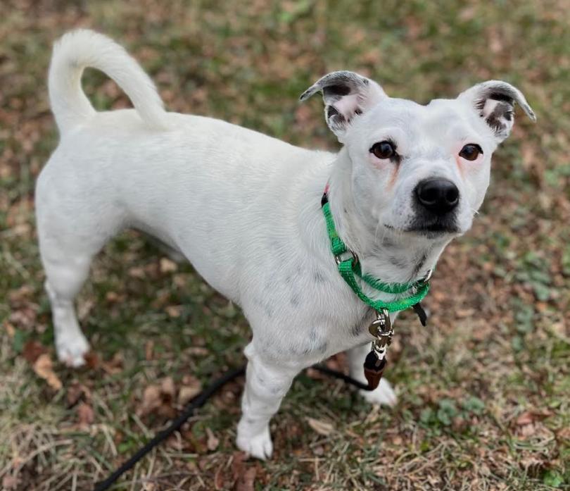 Snowball In Ri thumbnail 4