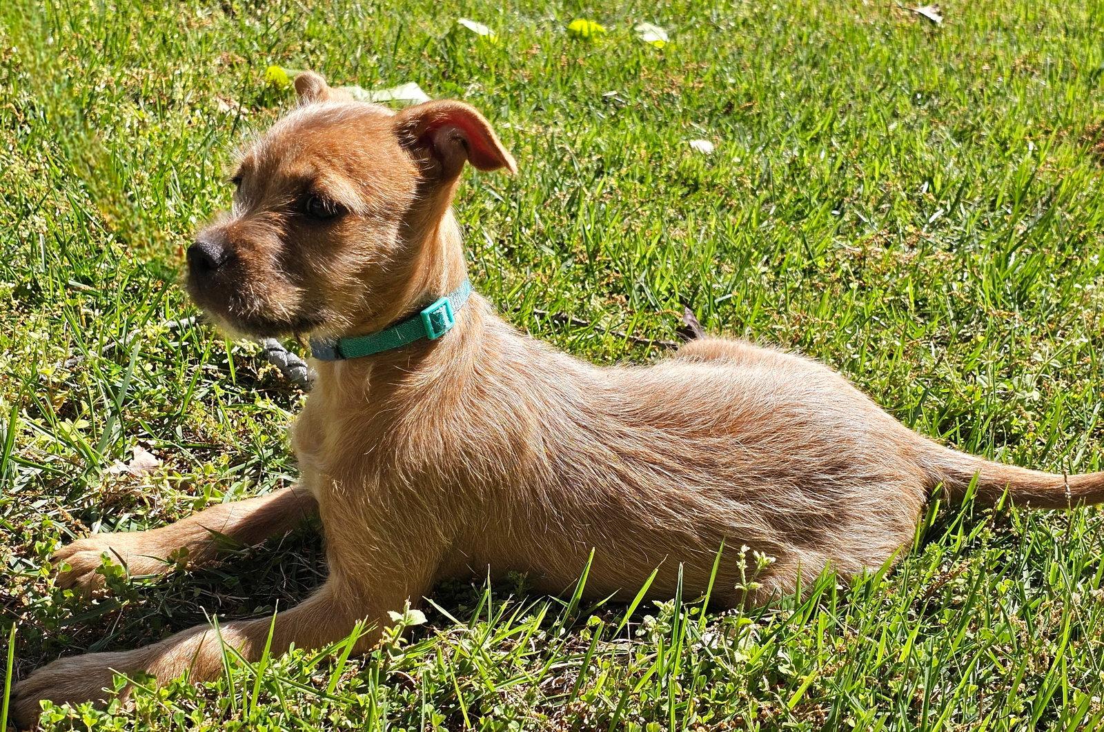 PUPPY EVANGELINE, Adopted, Puppy Female Chihuahua.