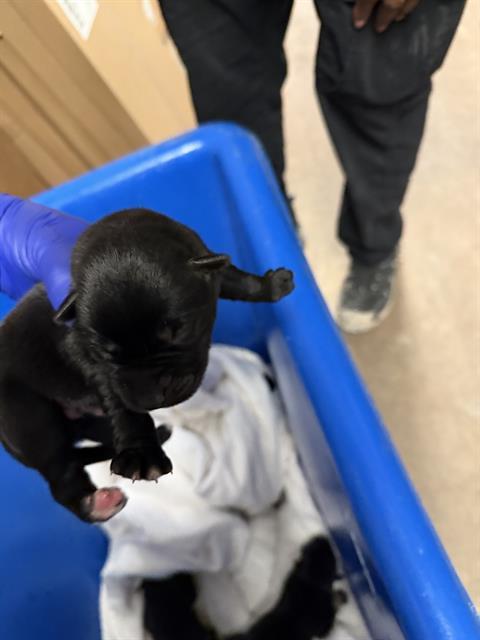 KING — thumbnail 2