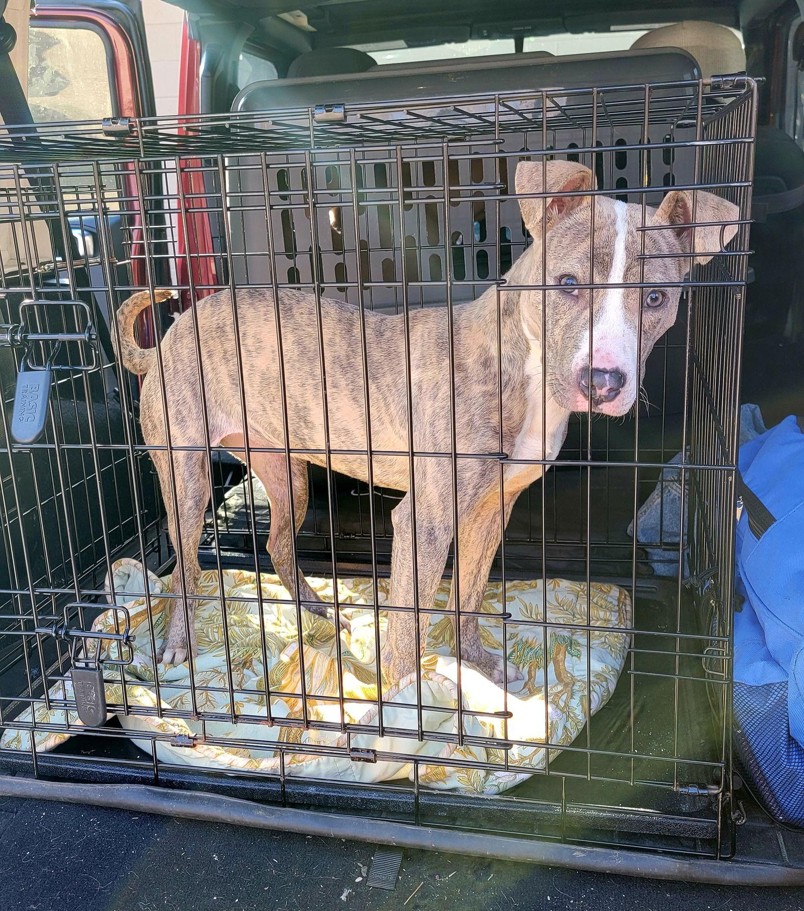 Lilac, Adoptable, Young Female Whippet.