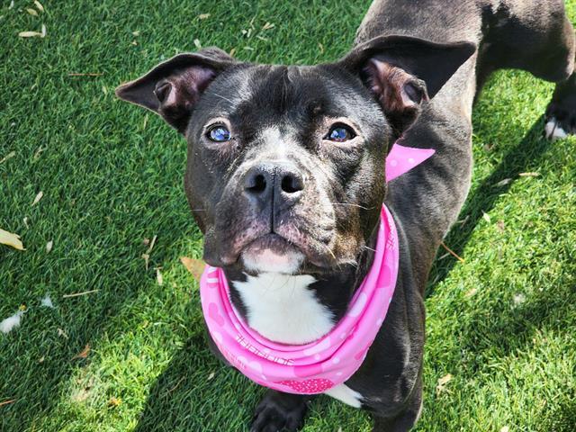 Enlarge CANNOLI, a Adoptable mixed breed in Antioch, CA image 1/1