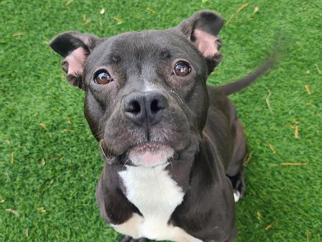 CANNOLI, Adoptable, Young Female Labrador Retriever & Pit Bull Terrier.