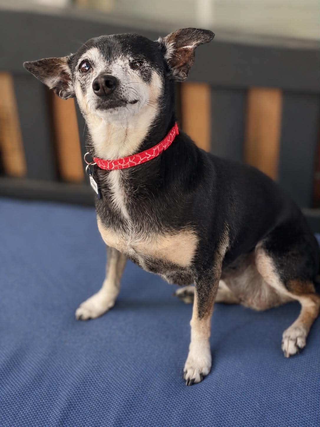 Enlarge Cricket, a Adoptable mixed breed in Newark, NJ image 2/6