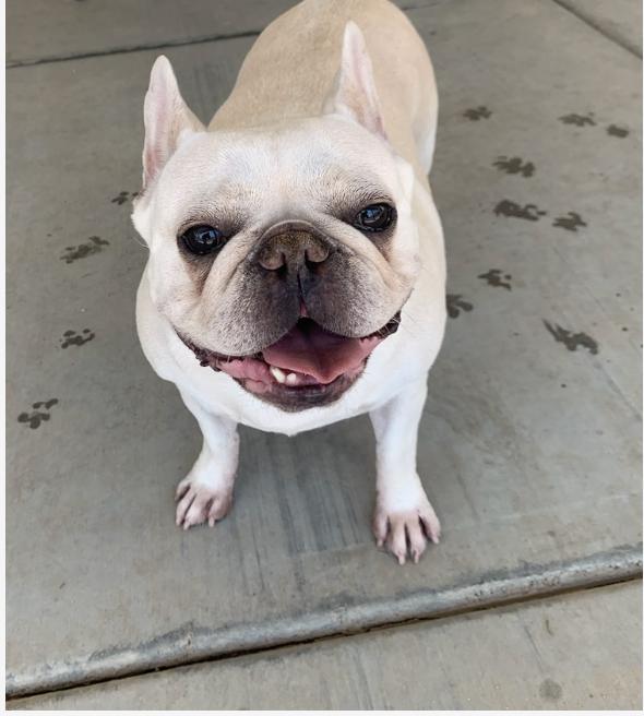 Hello My name is Portia I was recently rescued so the people at Wags are still getting to know me