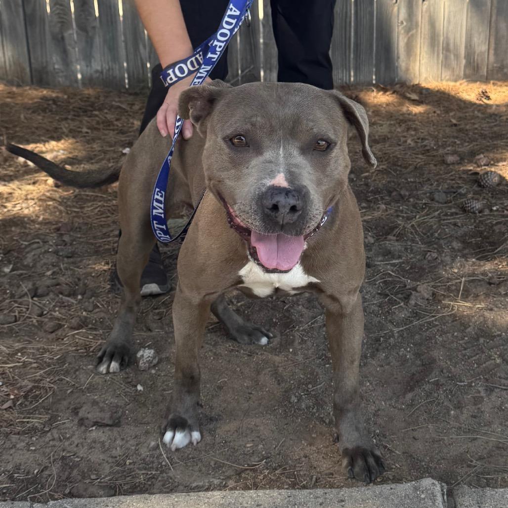 Enlarge FWT Rosie, a Adoptable Pit Bull Terrier in Midland, TX image 1/3