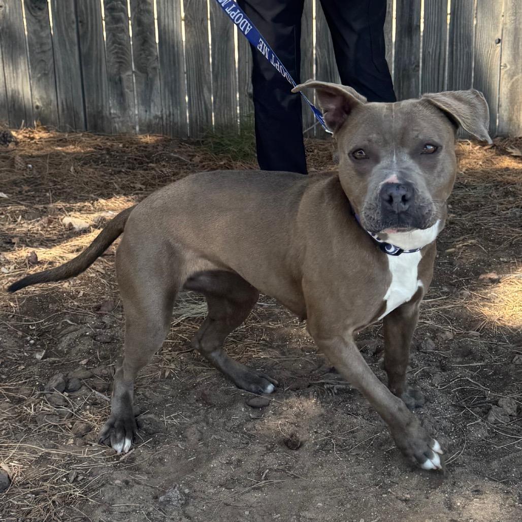 Enlarge FWT Rosie, a Adoptable Pit Bull Terrier in Midland, TX image 2/3