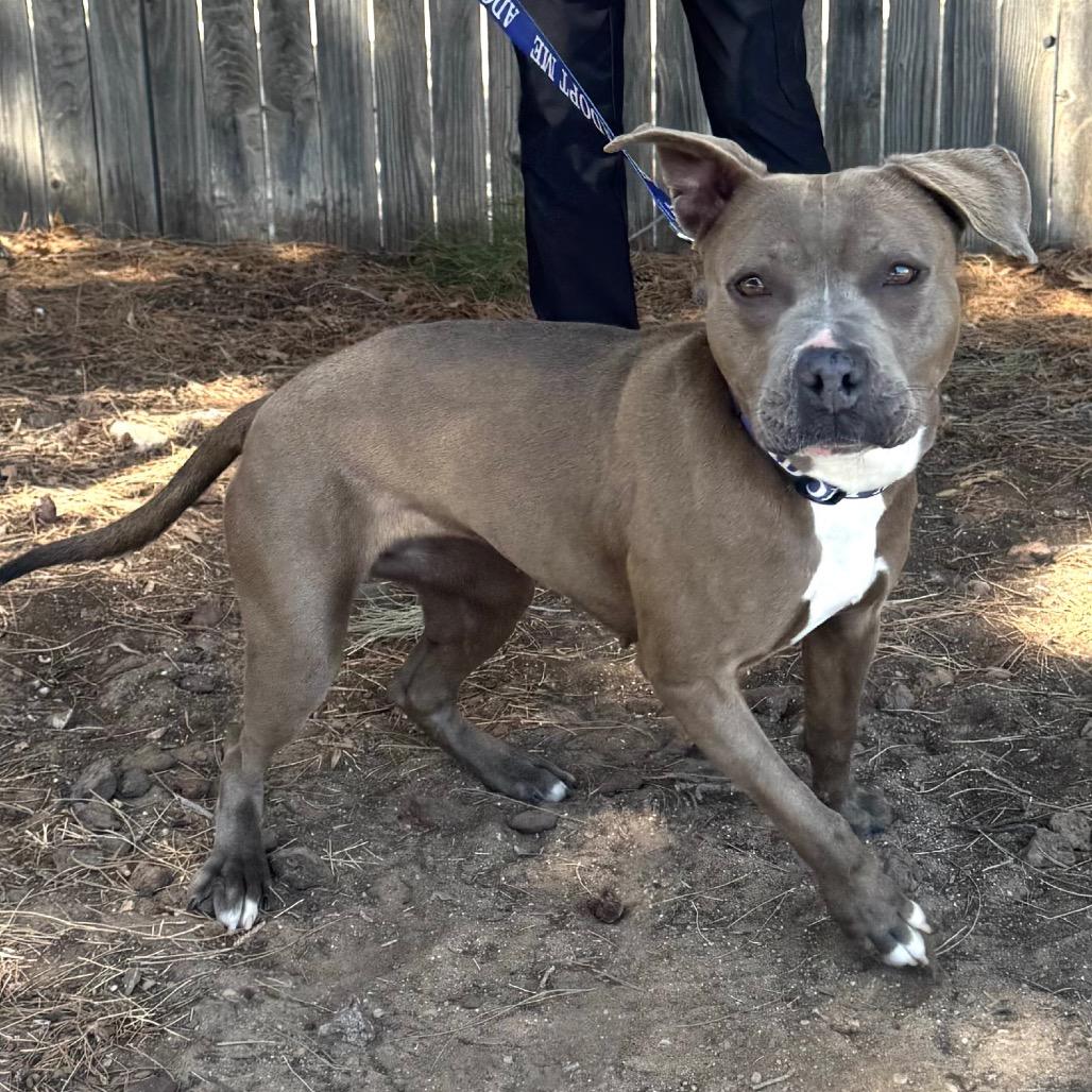 Enlarge FWT Rosie, a Adoptable Pit Bull Terrier in Midland, TX image 3/3