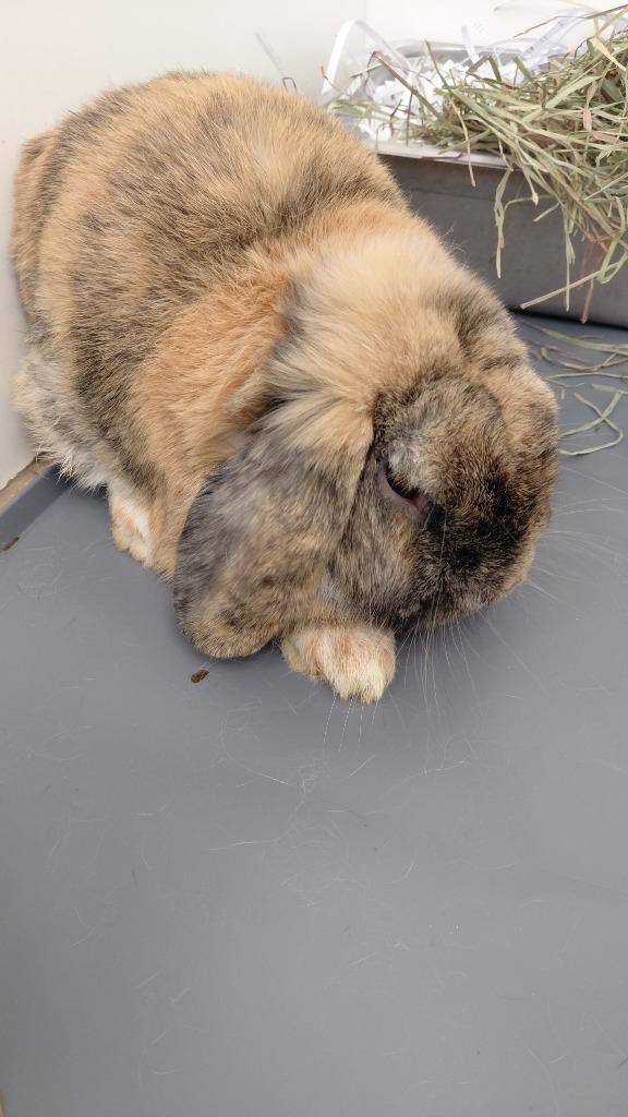 Enlarge Thunder, a Adoptable Lop Eared in Cincinnati, OH image 1/1