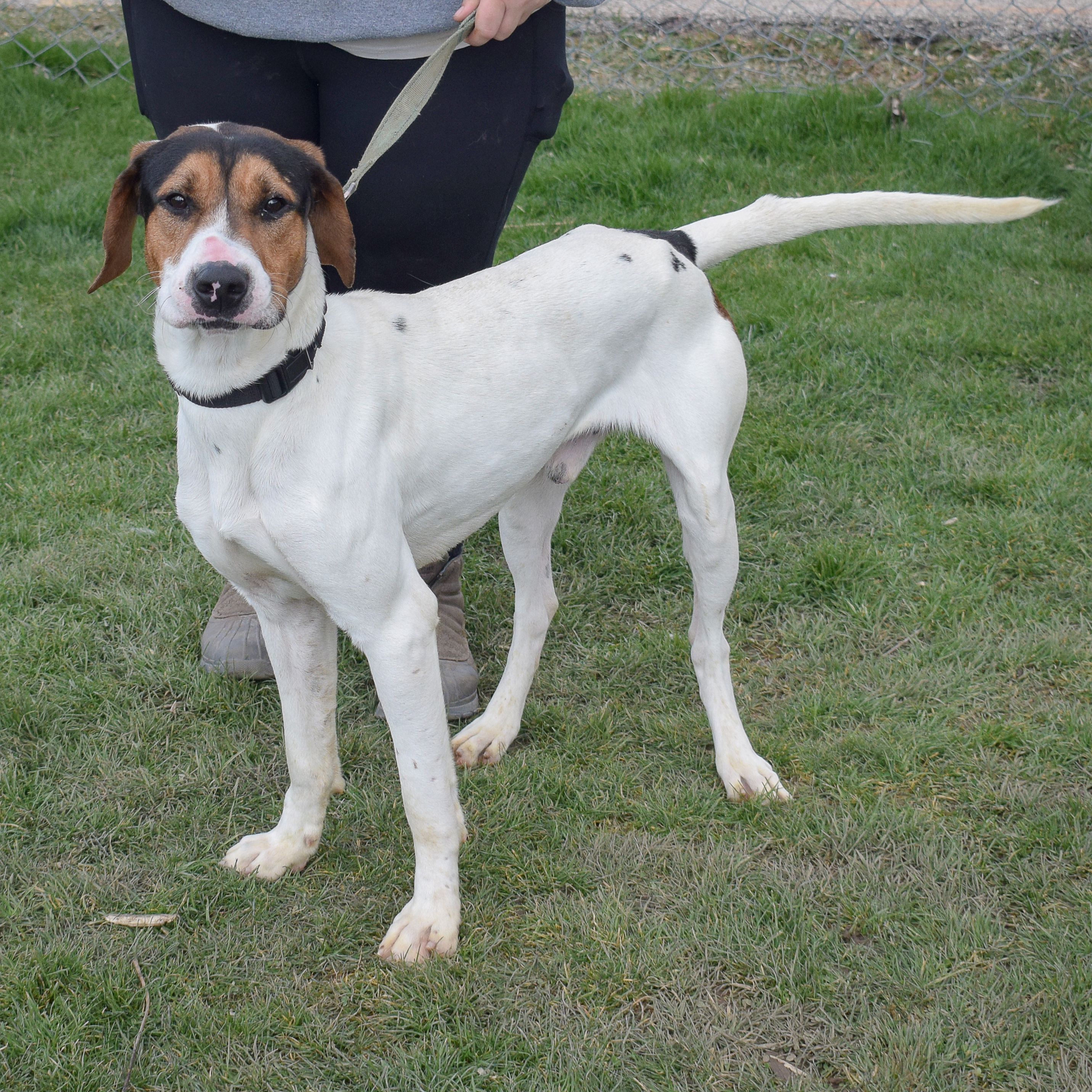 Jerry, a Adoptable mixed breed in Huntley, IL image 4/6