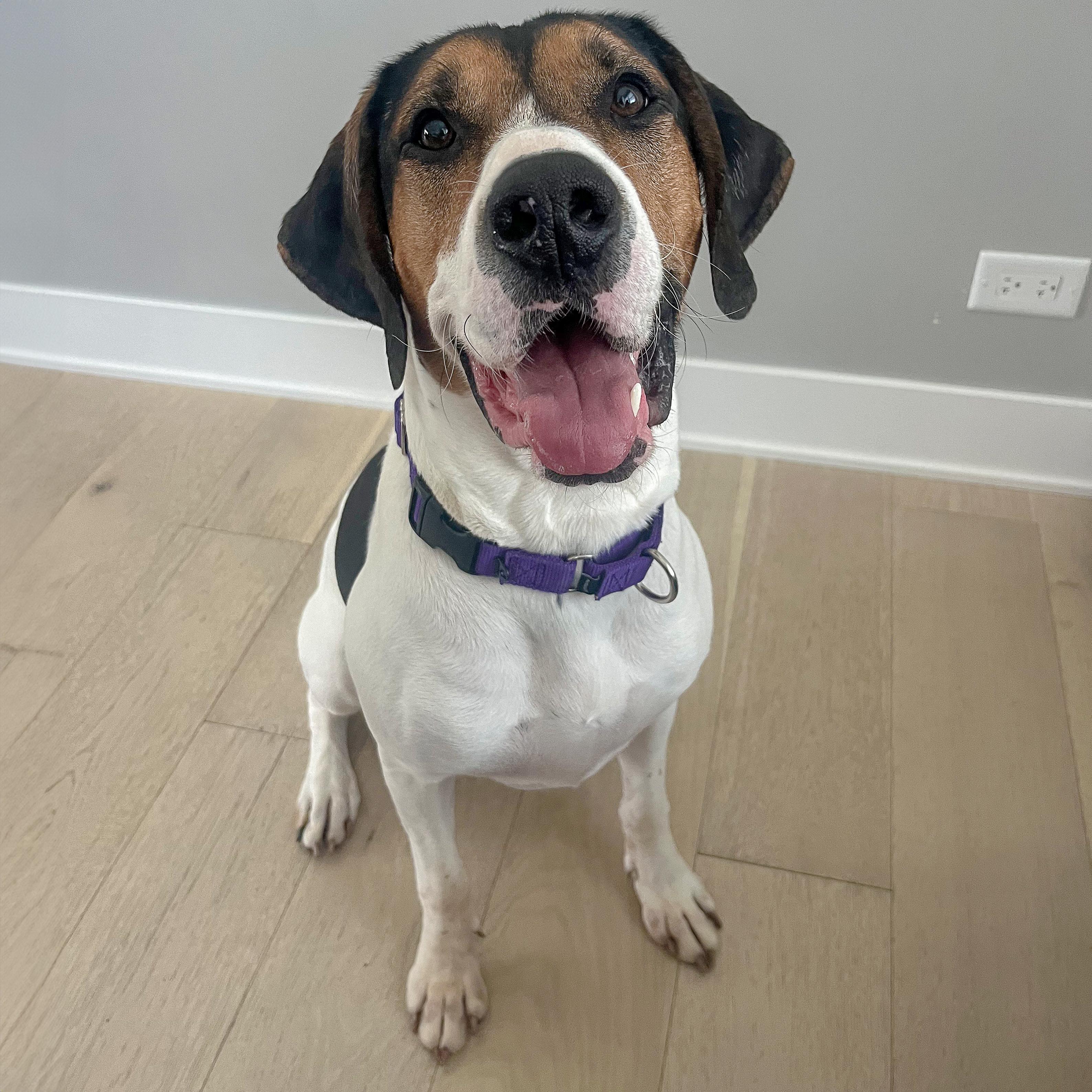 Jerry, a Adoptable mixed breed in Huntley, IL image 3/6