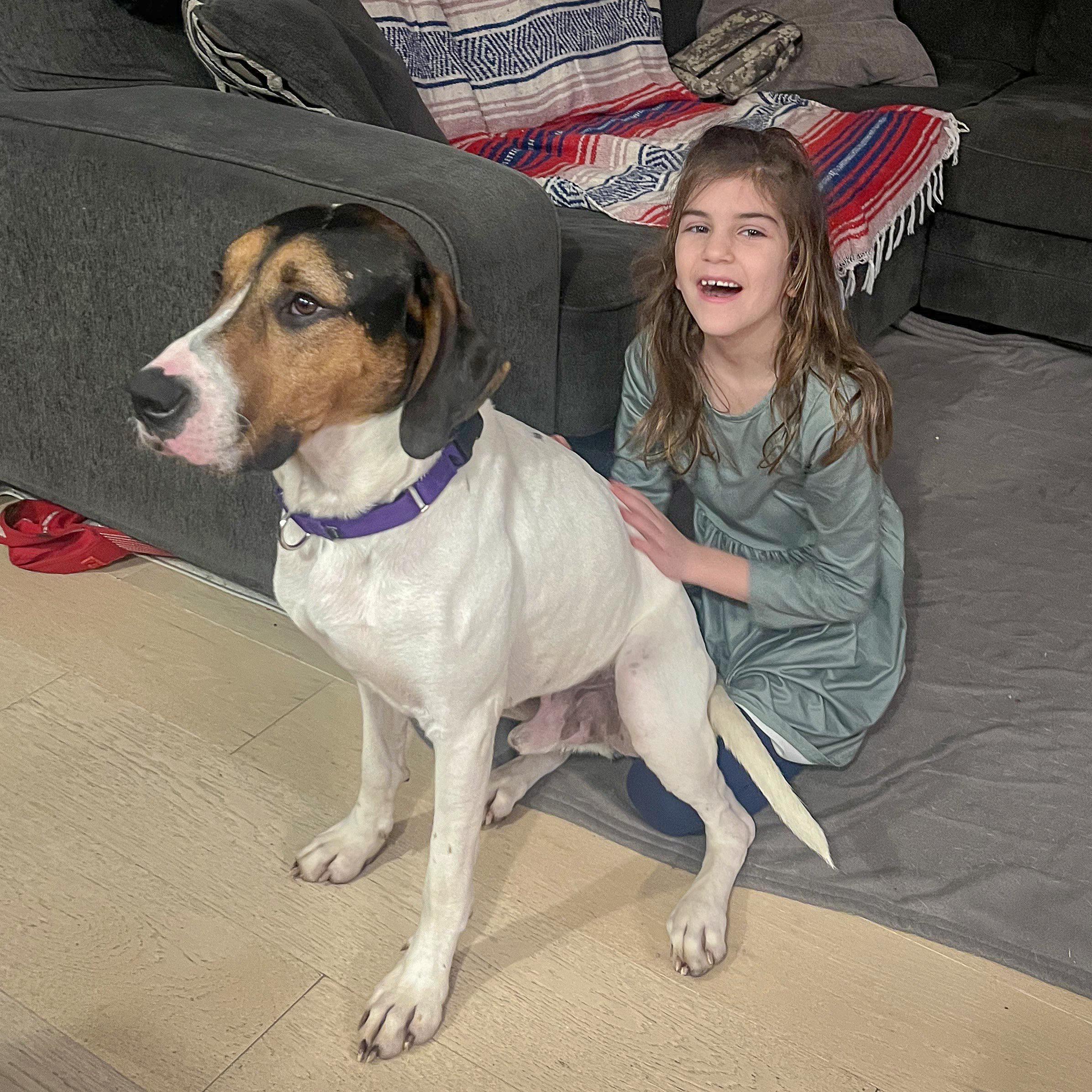 Jerry, a Adoptable mixed breed in Huntley, IL image 6/6