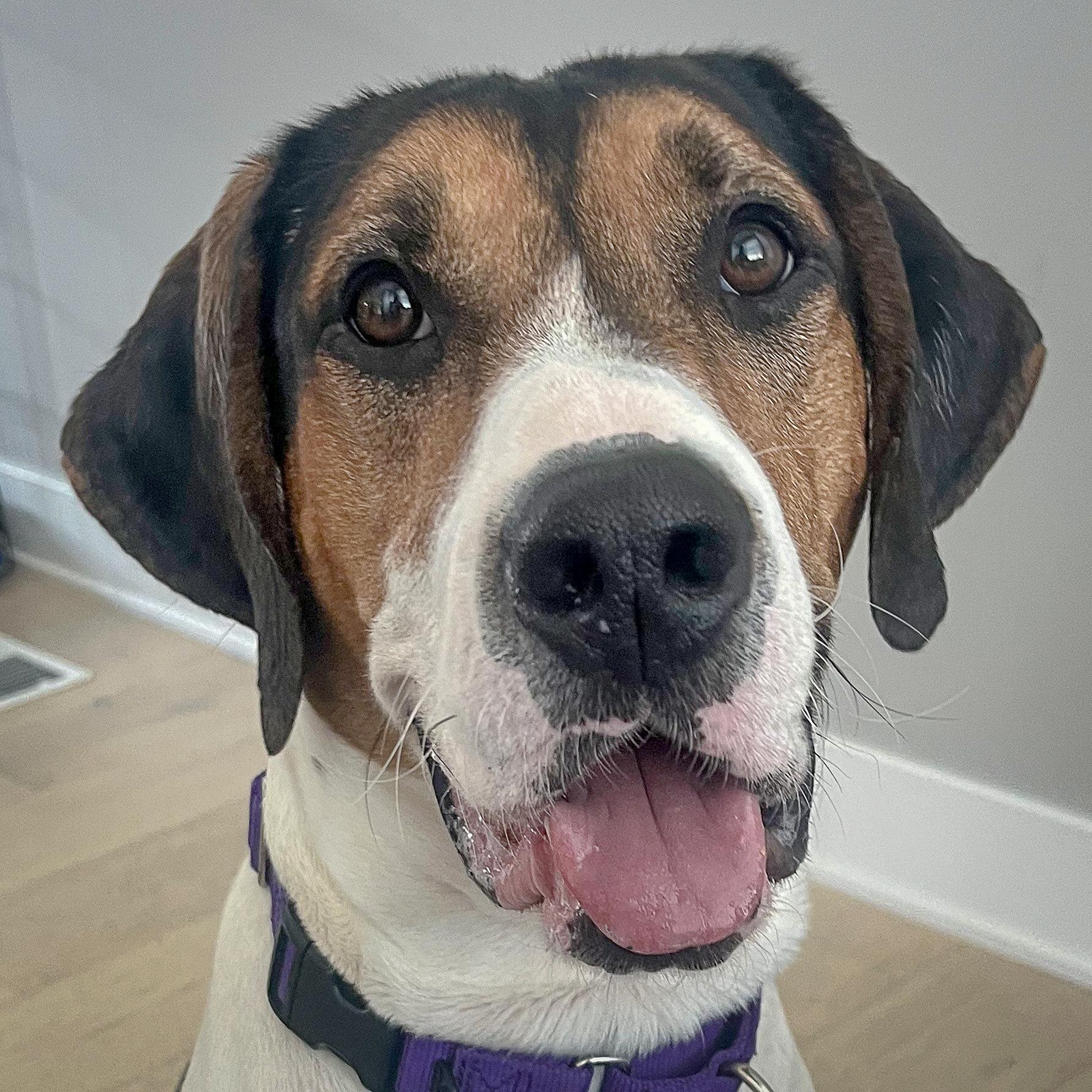 Jerry, Adoptable, Young Male Treeing Walker Coonhound.