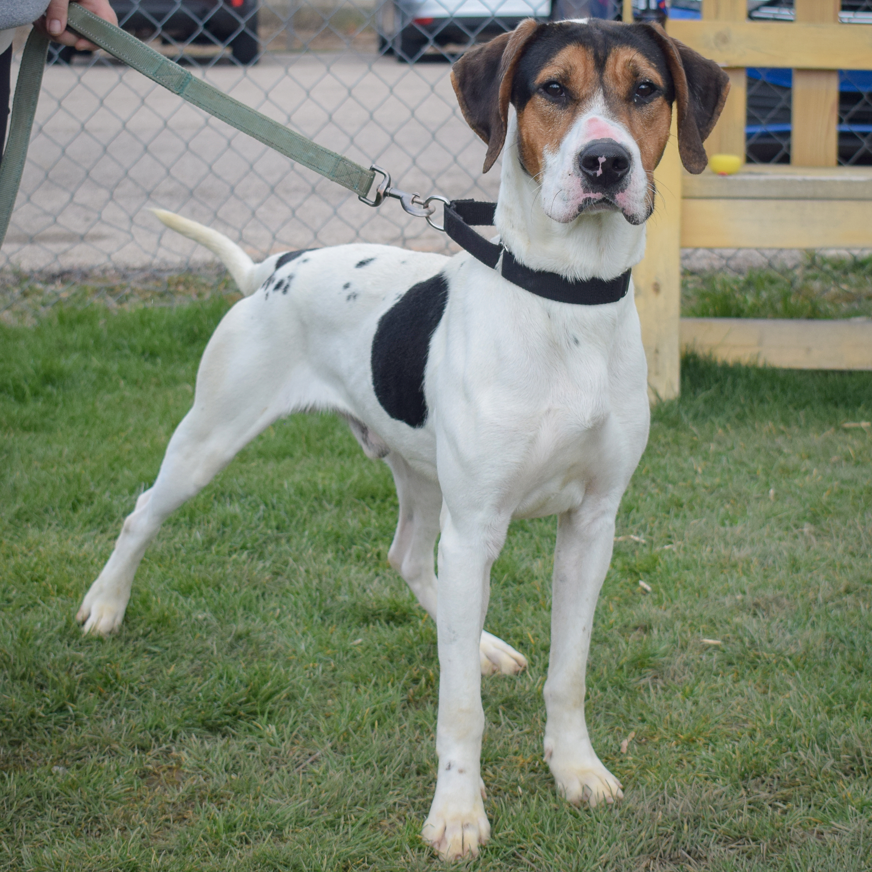 Jerry, a Adoptable mixed breed in Huntley, IL image 5/6