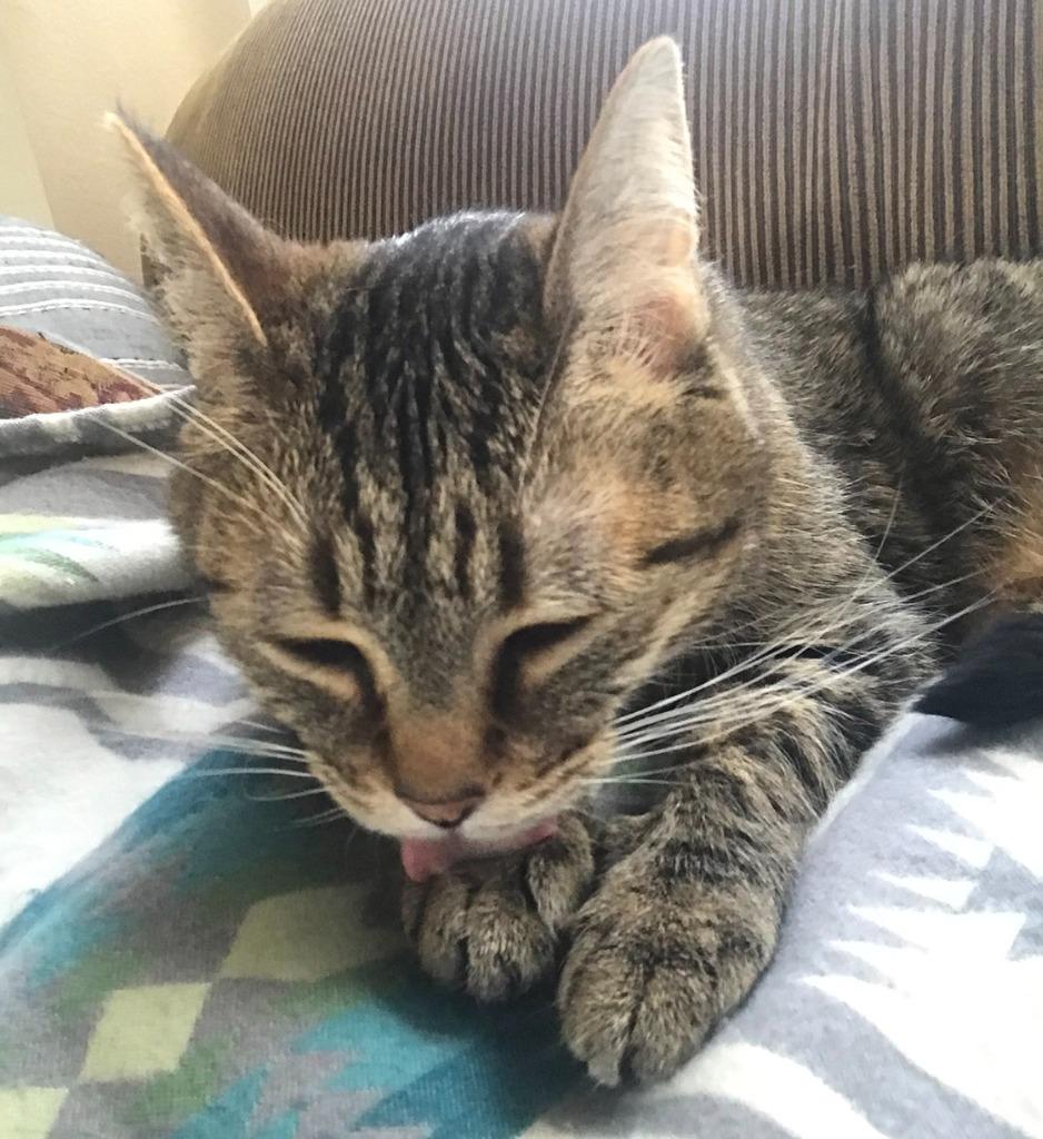 Sadie, Adoptable, Senior Female Domestic Short Hair.