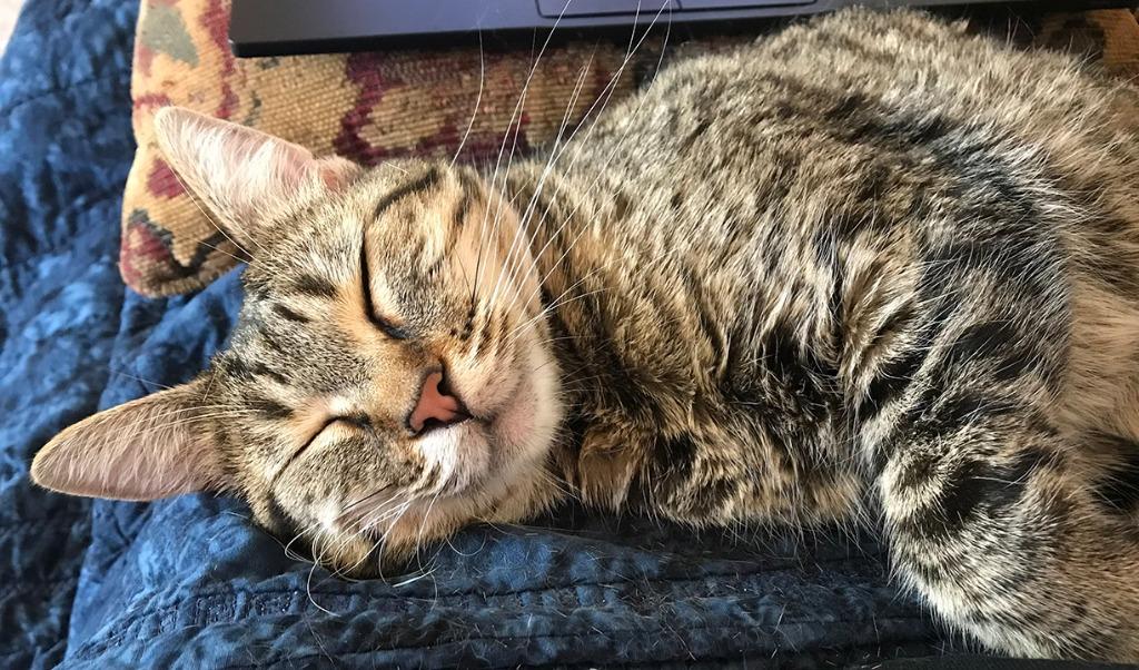 Sadie, Adoptable, Senior Female Domestic Short Hair.