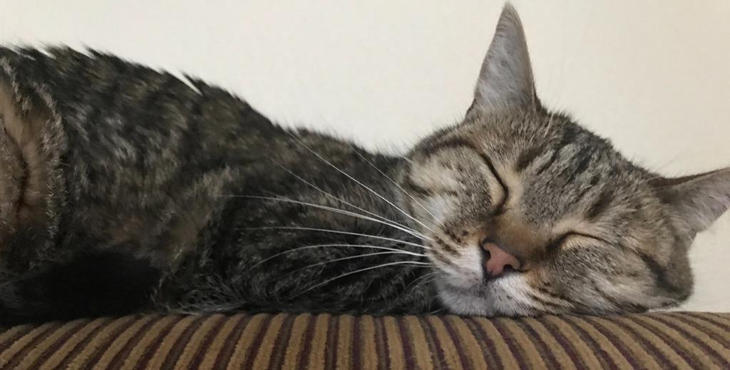 Sadie — thumbnail 3