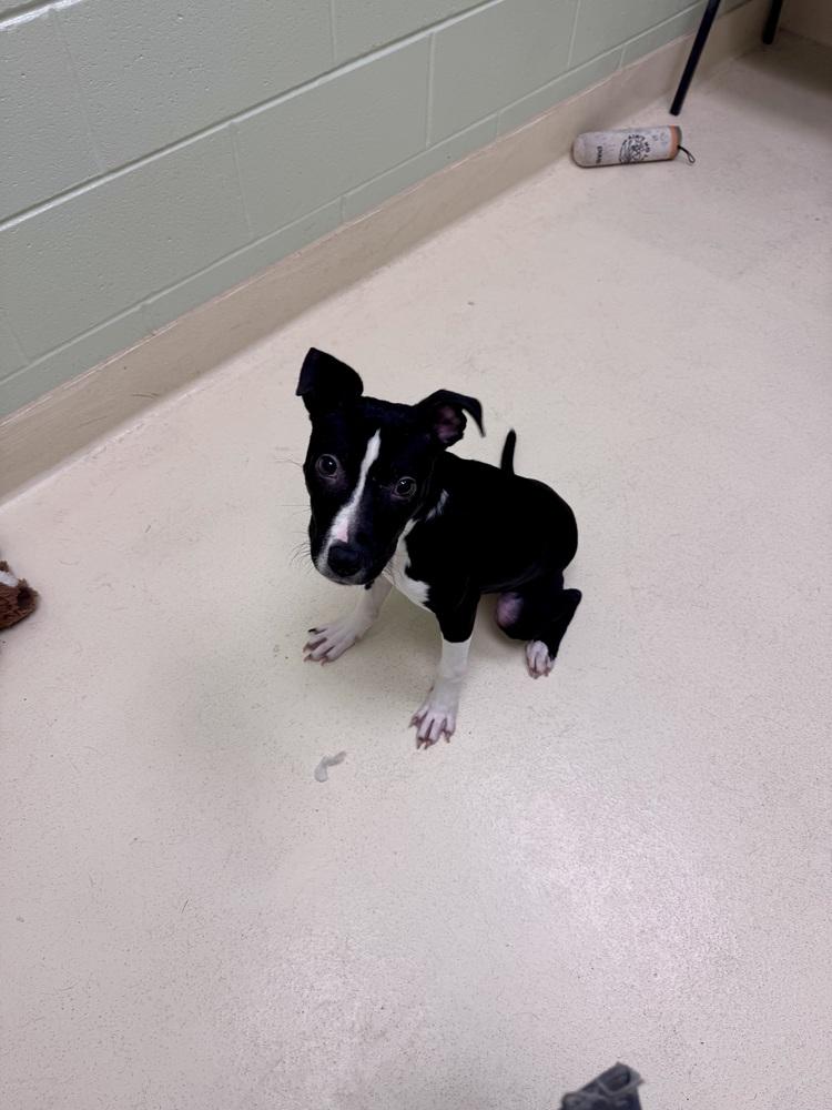 Enlarge Lars Ulrich, a Adoptable mixed breed in Kalamazoo, MI image 1/2