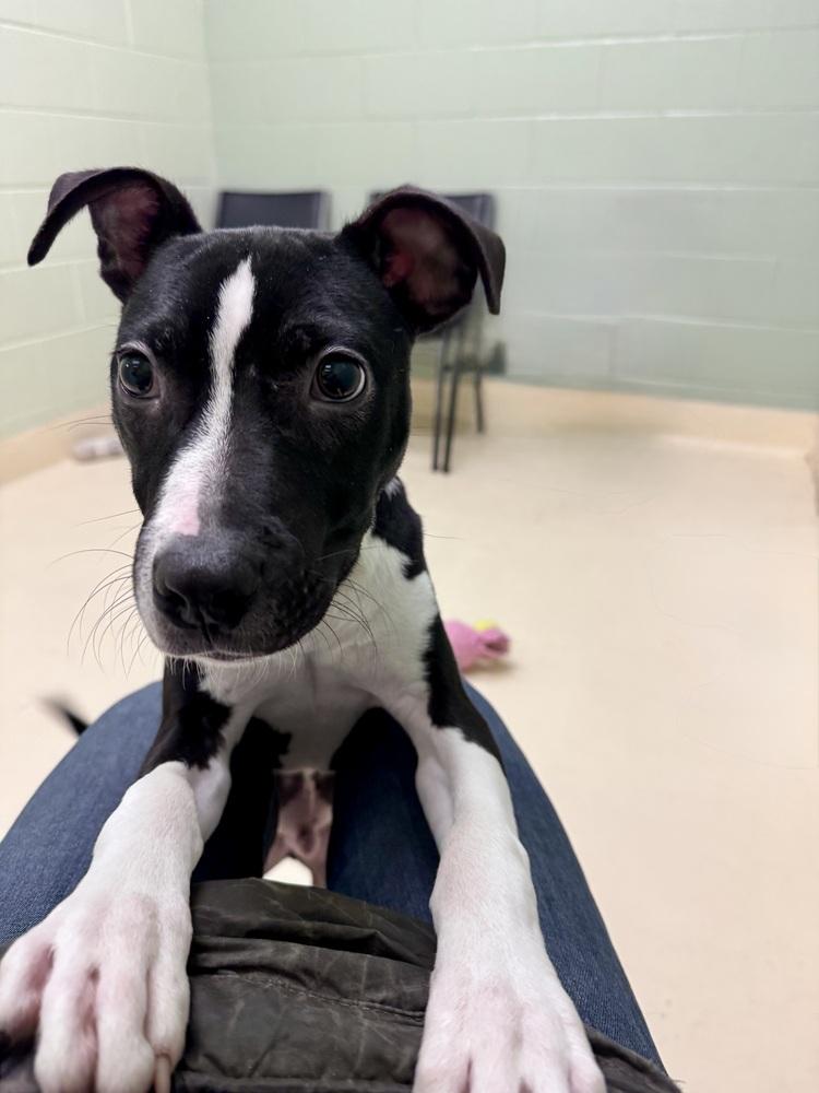 Enlarge Lars Ulrich, a Adoptable mixed breed in Kalamazoo, MI image 2/2