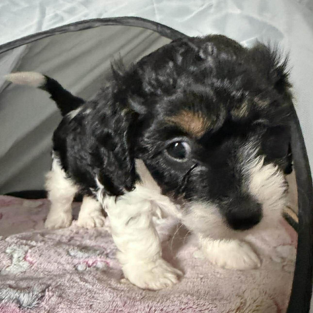 Enlarge Devlin, a ADOPTABLE Cavalier King Charles Spaniel in Homer Glen, IL image 4/6