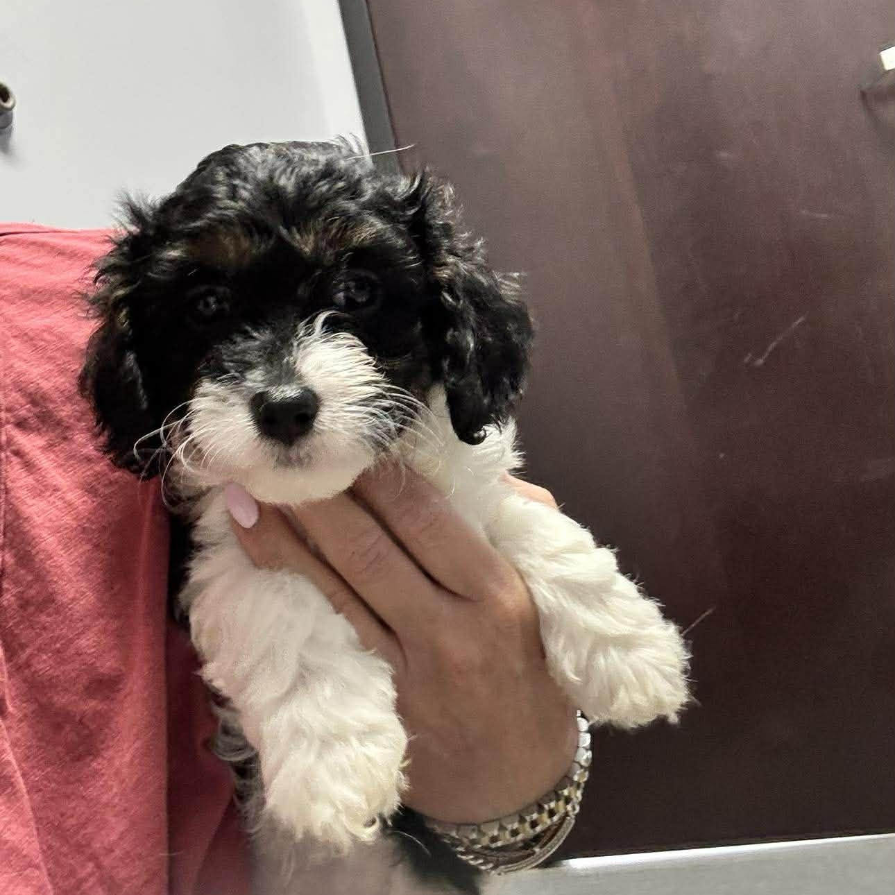 Enlarge Devlin, a ADOPTABLE Cavalier King Charles Spaniel in Homer Glen, IL image 2/6