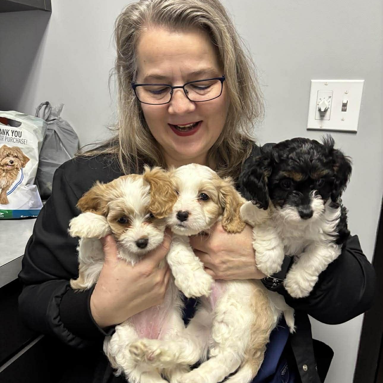 Enlarge Devlin, a ADOPTABLE Cavalier King Charles Spaniel in Homer Glen, IL image 5/6