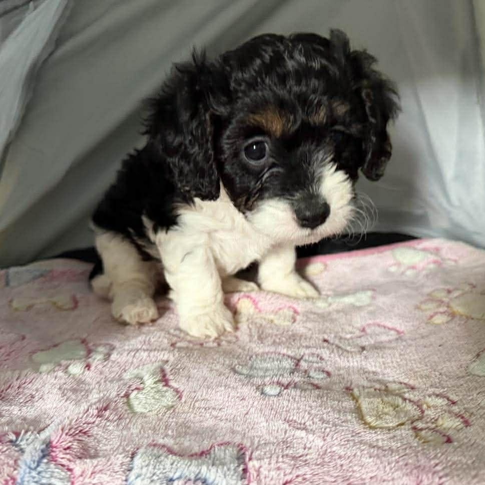 Devlin, ADOPTABLE, Puppy Female Cavalier King Charles Spaniel.