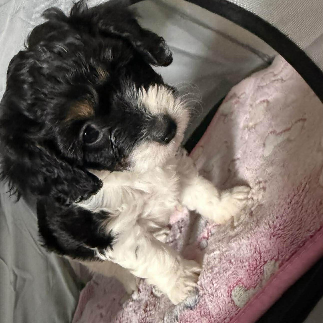 Enlarge Devlin, a ADOPTABLE Cavalier King Charles Spaniel in Homer Glen, IL image 3/6